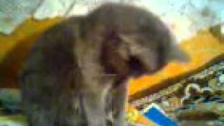Котяра на допросе. Прикол. Ржач. Котэ