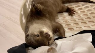 洗濯かごに巣を作り始めたため、怒られそうななったカワウソが取った行動がやば過ぎる Otter behaving incredibly