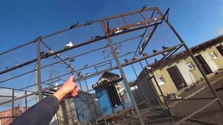25 штук голубей почти покрылись. Ястреб нагло кидается