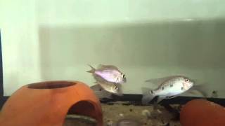 My babies Geophagus winemiller x tapajos that being grow up