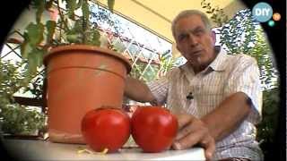 Καλλιέργεια ντομάτας στο σπίτι kalliergeia ntomatas spiti @ www.diytv.gr