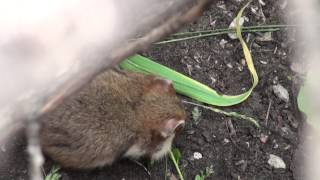 Дикий хомяк 1 (Cricetus cricetus)