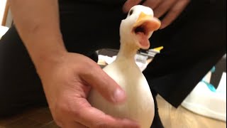 怒髪天！怒りのモコちゃん。