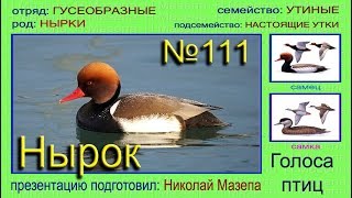 Нырок. Нырковая утка. Голоса птиц