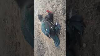 Xuroz jangi