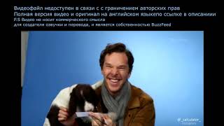 Бенедикт Камбербэтч играет с щеночками и отвечает на вопросы фанатов | Cumberbatch Plays With Pups