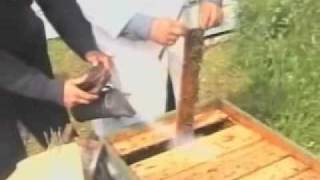 Лезгинские Пчеловоды