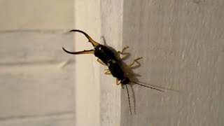 Earwig - Forficula auricularia - Szczypawica - Skorek pospolity