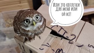 Таинственная коробочка и её содержимое. Распаковка новых объектов ненависти сыча Лучика