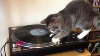 Epic Vinyl Cat DJ Remix!!! MUST WATCH!!