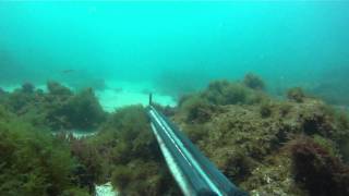 Pesca Submarina. Espera a Robalo gordo desconfiado
