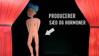 Pubertet - Penis