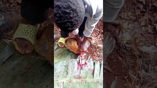 slaughtering a chicken with funny commentators