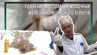 Устранение мастопатии молочных желёз у йоркширского терьера