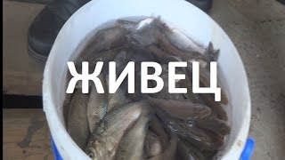 Ловля щуки на жерлицы. Живец.