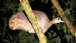 Macuco(Tinamus solitarius) - Solitary Tinamou
