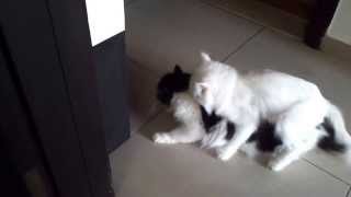 Cats Tussy and Milky mating. 01.09.2013