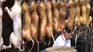 İLGİNÇ ÇİN YEMEKLERİ KÖPEK ETİ FESTİVALİ