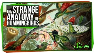 The Strange Anatomy of Hummingbirds