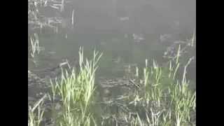 Нерест щуки в мае. Pike spawning in May