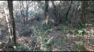 Abbattimento di un verro ...con cani da seguita