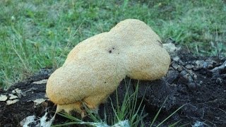 Slime mold time lapse. Myxamoeba: Giant amoeba engulfs rock: Version-1
