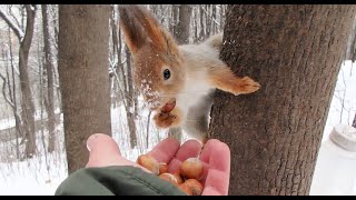 Очень работящая и запасливая белка / A very hardworking and thrifty squirrel