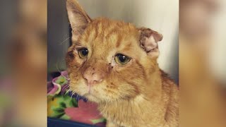 'Saddest cat' was saved a day before scheduled euthanasia
