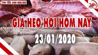 Giá heo hơi ngày hôm nay 23/1/2020 | Giá lợn hơi ổn định từ 75.000 - 85.000 đ/kg | Tin tức 24h