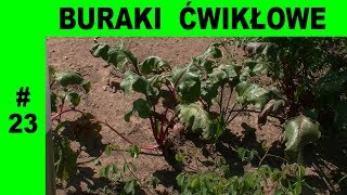 Burak ćwikłowy dla zdrowia, urody. Sok z buraka naturalna ochrona prosto z ogródka #23