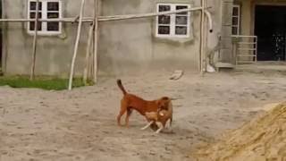 Dog Dating moves