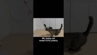 猫釣り CAT FISHING #cat #fishing #shorts