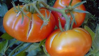 Шикарный урожай томатов без химии.