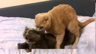 СЕКС КОТОВ!! ВЗАИМНАЯ ПОДПИСКА!!!!!!!!!!!
