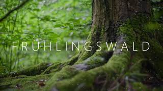 Frühlingswald - Sanfte Entspannungsmusik zur Erholung und Regeneration | 1h