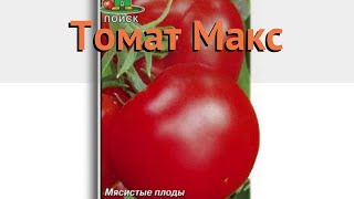 Томат обыкновенный Макс (maks) ? обыкновенный томат Макс обзор: как сажать, семена томата Макс