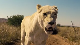 Lions Can Be Bitchy?? | The Lion Whisperer