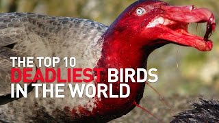 Top 10 Deadliest Birds in the World