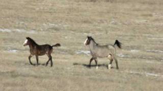 Stallions fighting for attention...
