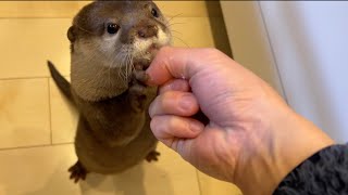 キッチンで準備中につまみ食いの待機列ができるカワウソ猫 otter cat waiting in line to snack while preparing a meal in the kitchen