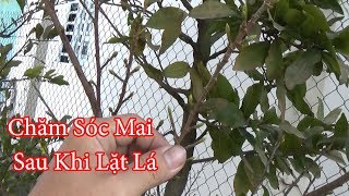 Ngày Lặt Lá Mai Cuối , Phân Bón , Nước Tưới Và Thuốc Phòng Bệnh Cho Cây Mai Sau Khi Lặt Lá