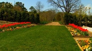 Tree Pruning Tips | P. Allen Smith Classics