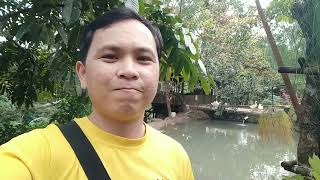 REAKSI SI CANTIK SAAT BERTEMU. RINDU TERNAK; ANGSA, BEBEK ENTOK, AYAM.