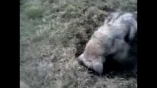 Mistrz Kopania-pies Master - dog Digging  Копаем мастер- собака