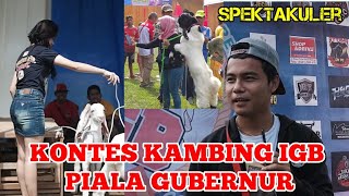 KONTES KAMBING SPEKTAKULER IGB DI RAMPAL MALANG 22 DESEMBER 2019
