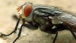 House Fly Eating Sugar Cube