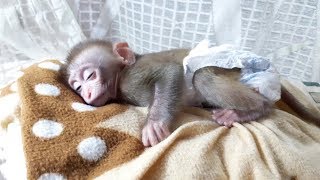 Mom Lulls  Monkey Lu To Sleep