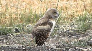 Western Burrowing Owl spreading wings during rainy weather