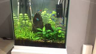 Acuario 30l tropical con gambas y neones. Acuario con plantas naturales.