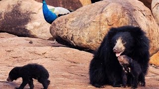 Malaysian Bear in Nehru zoological Park